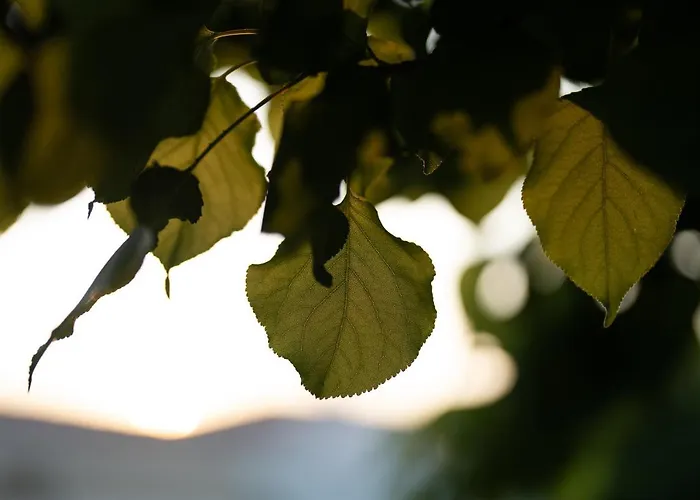 Han/Misafirhane Sedirli Ev